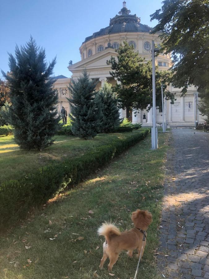 Charming quiet studio Coltea Old Town Bucarest Exterior foto